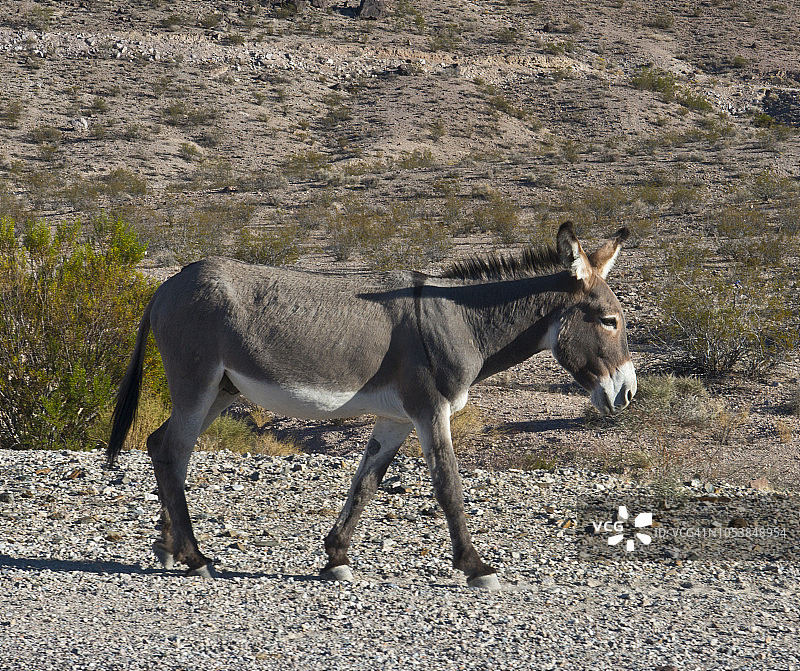 驴（非洲野驴）行走在道路上，美国内华达州比蒂图片素材