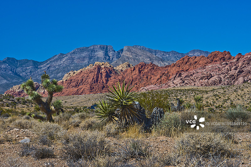 美国内华达州红岩峡谷国家保护区卡利科山北部的植物和岩层图片素材