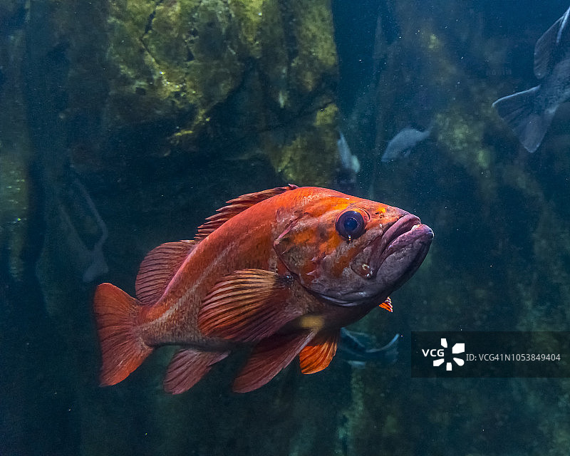俄勒冈州海岸水族馆中的太平洋鲈鱼图片素材