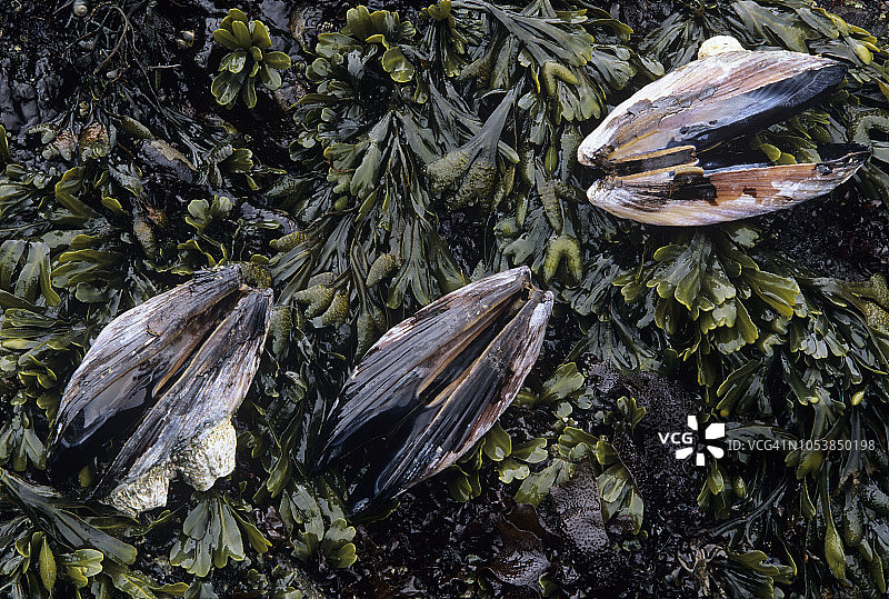 加利福尼亚贻贝和藤壶，华盛顿州奥林匹克国家公园图片素材