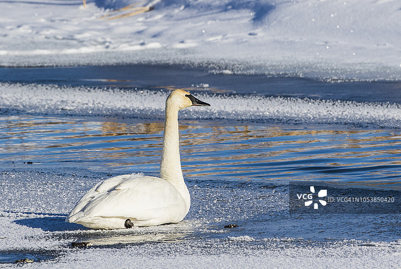 在怀俄明州提顿县弗拉特克里克冰面上休息的号手天鹅图片素材