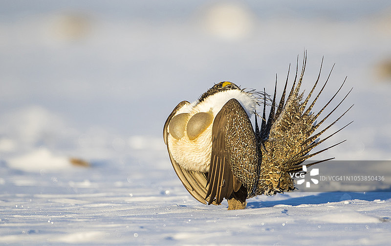 美国怀俄明州萨布莱特县，雄性大艾草松鸡在求偶场上进行交配展示图片素材