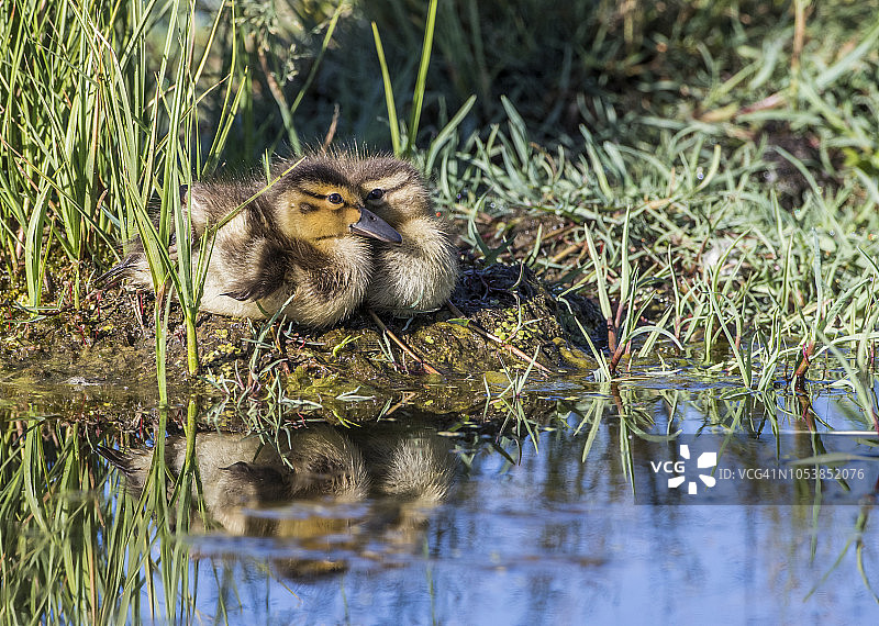 两只蓝翅小鸭（Anas Cyanoptera）栖息在池塘边，美国怀俄明州萨布莱特县图片素材