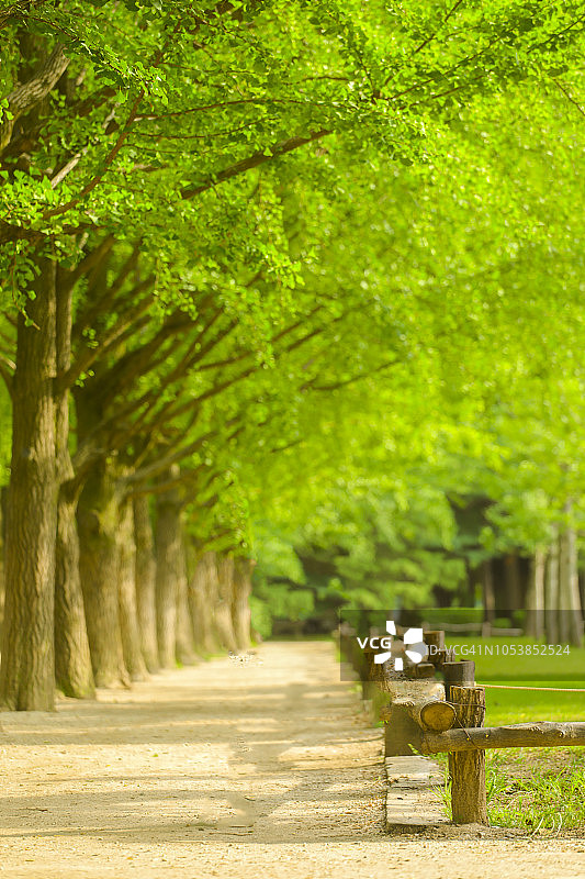 韩国南怡岛的步行道和绿树隧道图片素材