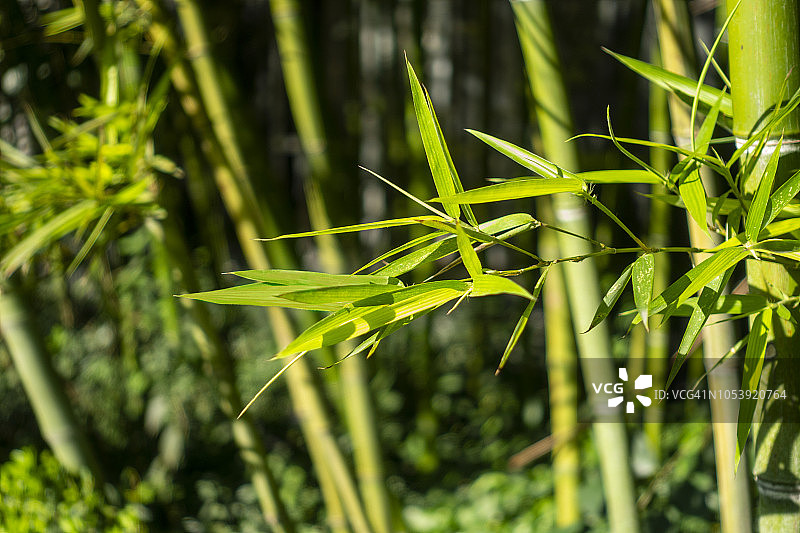 竹林绿叶背景图片素材