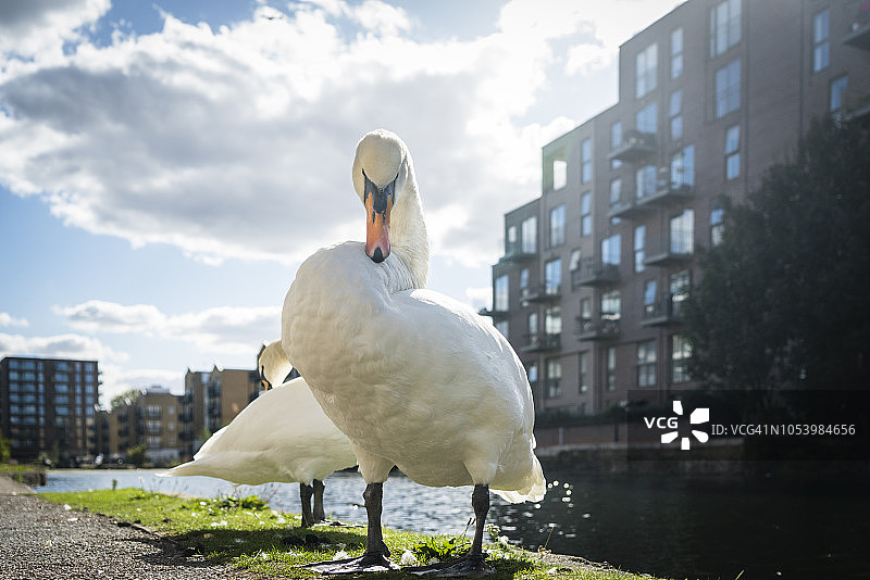 英国伦敦摄政运河河岸上的城市疣鼻天鹅图片素材