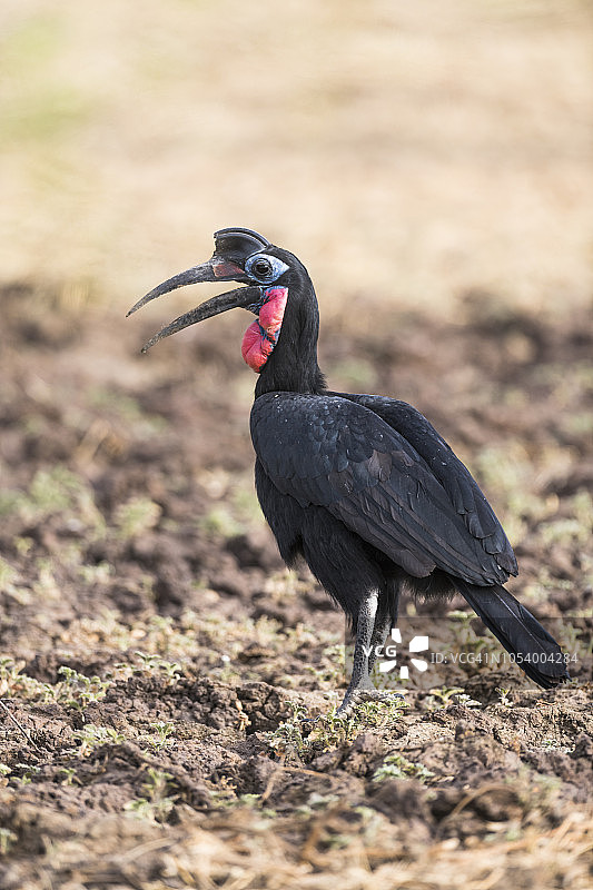 查德扎库马国家公园的北部地犀鸟图片素材
