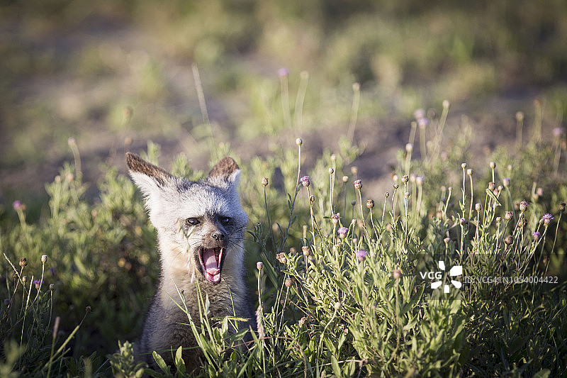 打哈欠的蝠耳狐图片素材