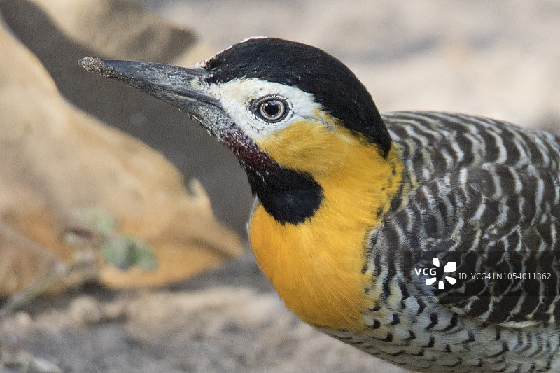 红腹啄木鸟特写图片素材