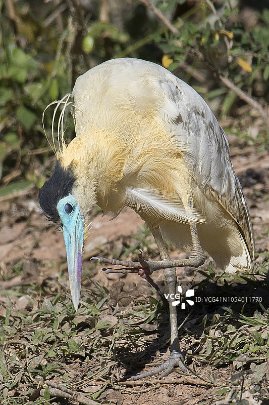 戴帽鹭在抓痒图片素材