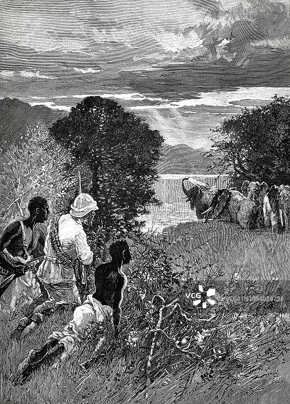 刚果河中的大象图片素材