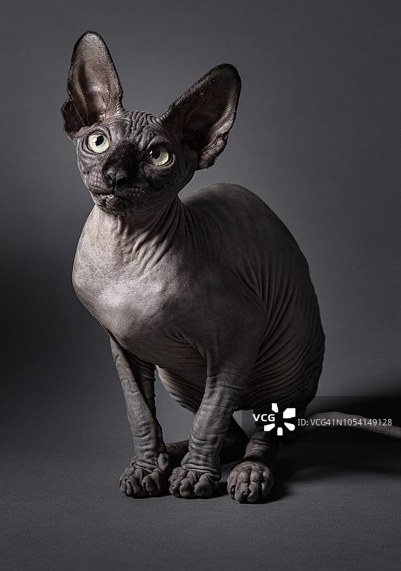 斯芬克斯猫图片素材