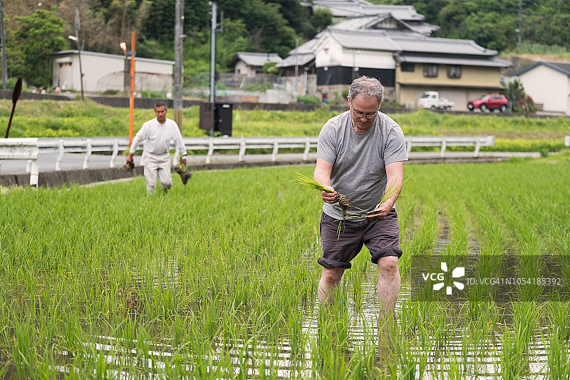 与当地人交流：在日本学习种植水稻的白人男子图片素材