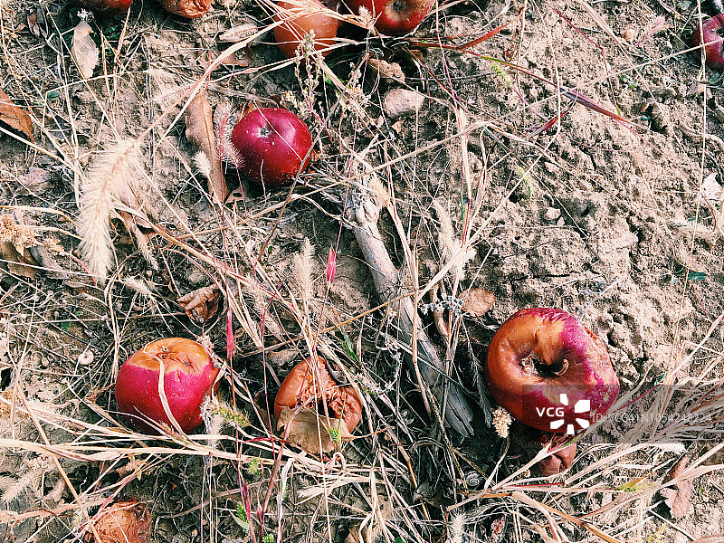 地上的烂苹果图片素材