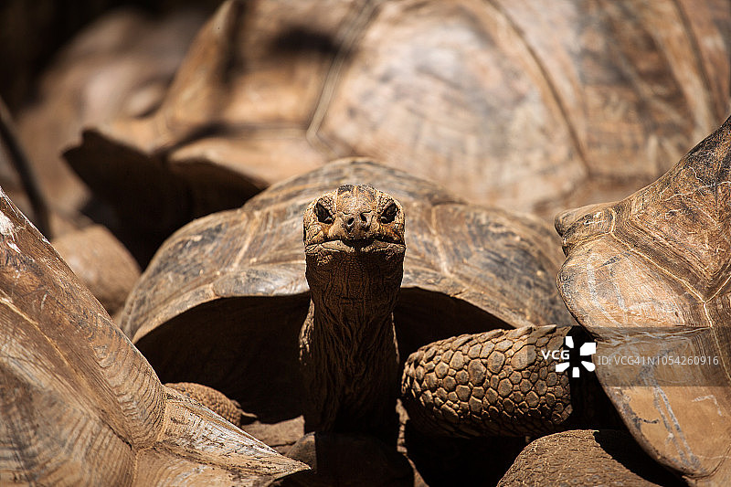 在坦桑尼亚桑给巴尔监狱岛上，一只阿尔达布拉巨龟从壳中探出头图片素材