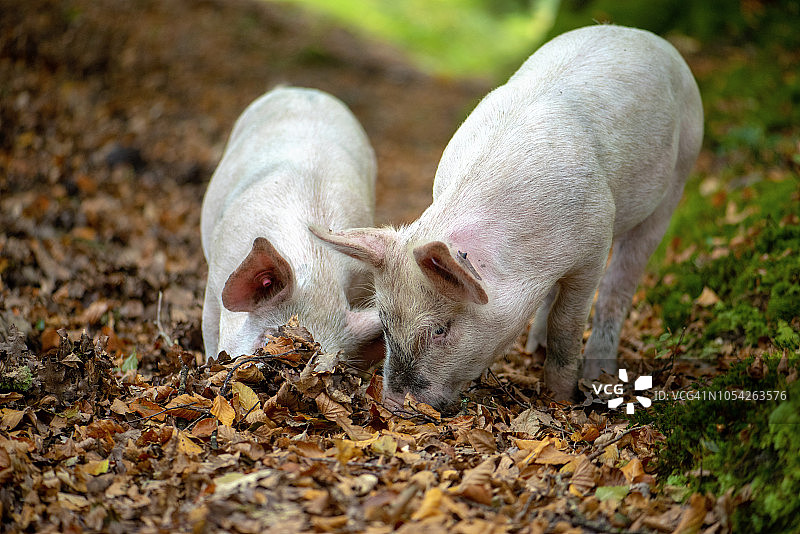 在英国新森林国家公园中放养的猪，以食用对新森林小马有毒的橡子图片素材