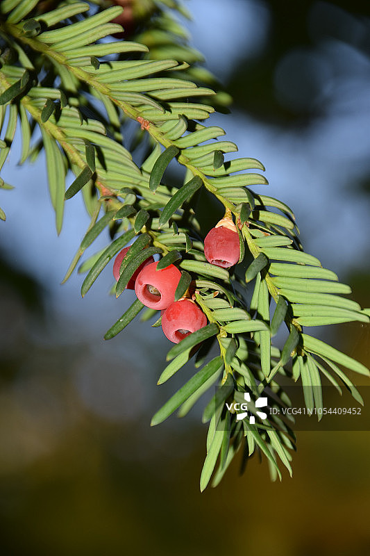 成熟的红豆杉树果图片素材