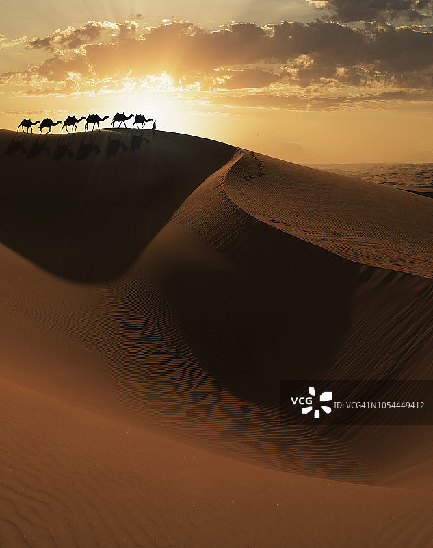 沙丘上的骆驼队图片素材