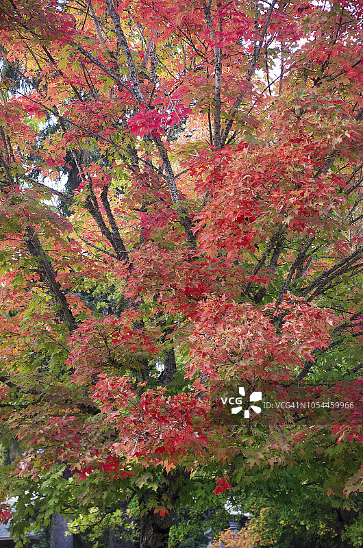 俄勒冈大学的秋叶图片素材