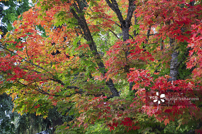 俄勒冈大学的秋叶图片素材