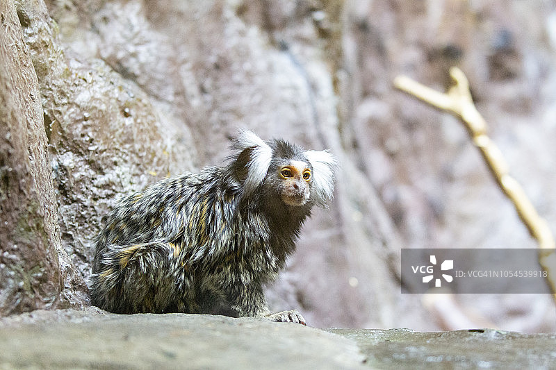 普通狨猴图片素材