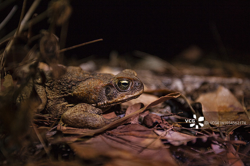 澳大利亚远北昆士兰州吉林贡国家公园的海蟾蜍图片素材