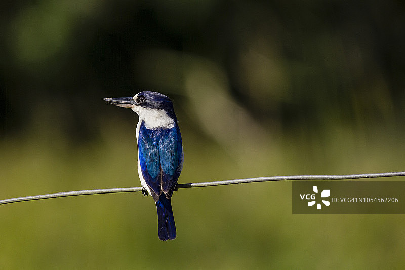 森林翠鸟图片素材
