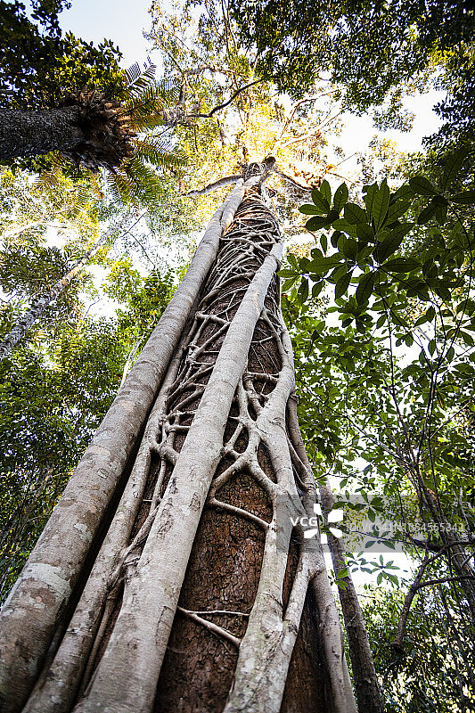 无花果树，邦古鲁步道，瓦拉曼瀑布，远北昆士兰，澳大利亚图片素材