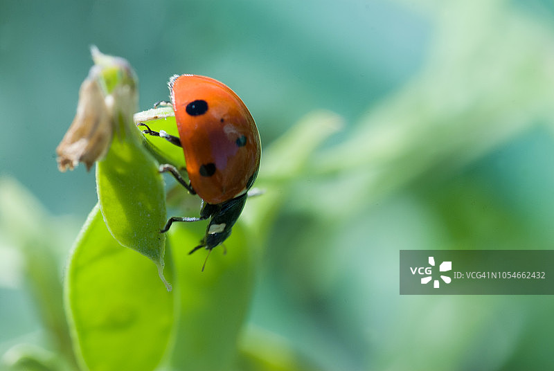 瓢虫在叶子上图片素材