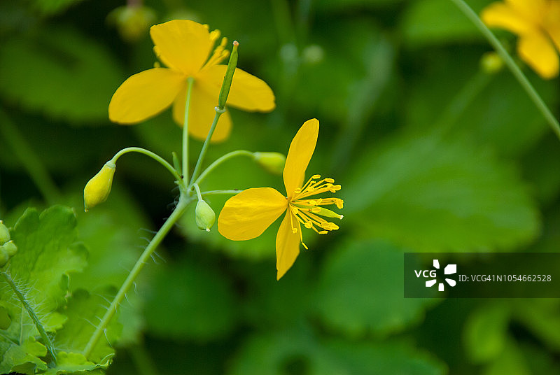 白屈菜花图片素材