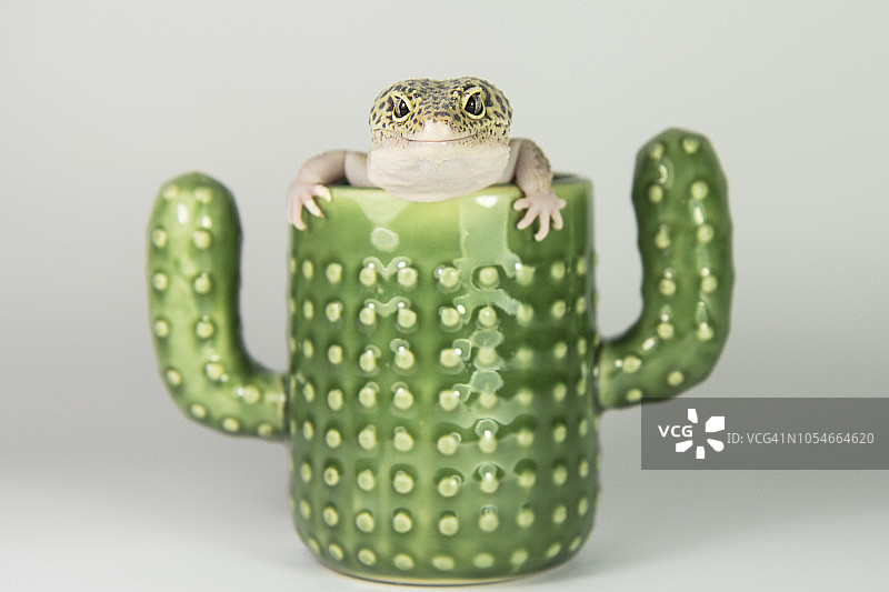 躲藏处里的快乐动物图片素材