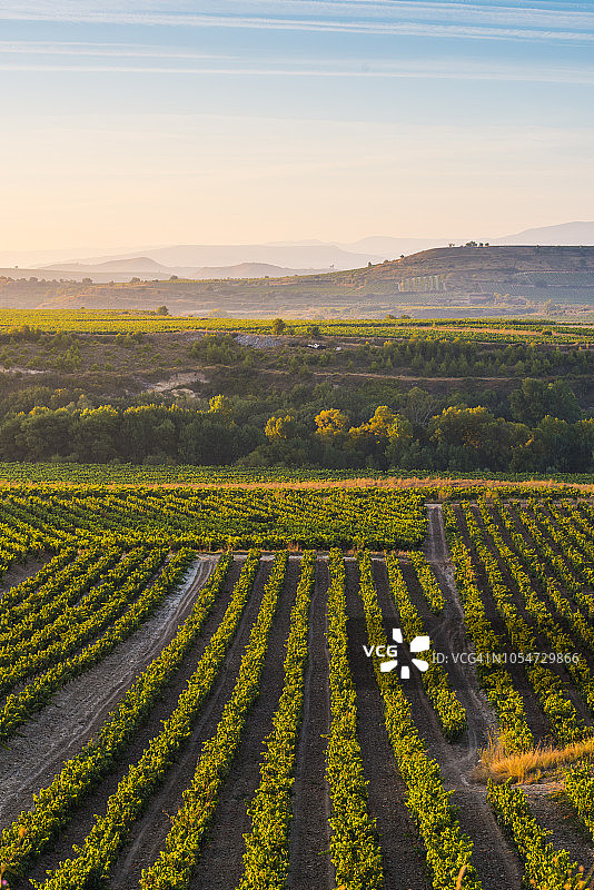 西班牙拉里奥哈日出时分的葡萄园图片素材