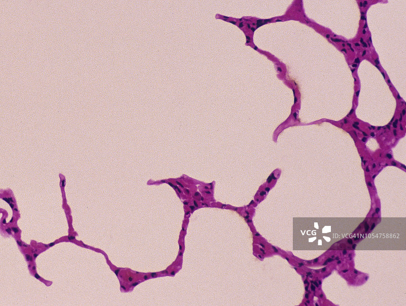肺部解剖：肺泡、肺泡囊（气囊），50倍图片素材