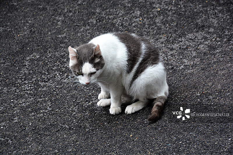 法国猫咪肖像图片素材