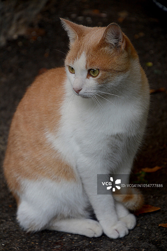 姜黄色猫咪 France图片素材
