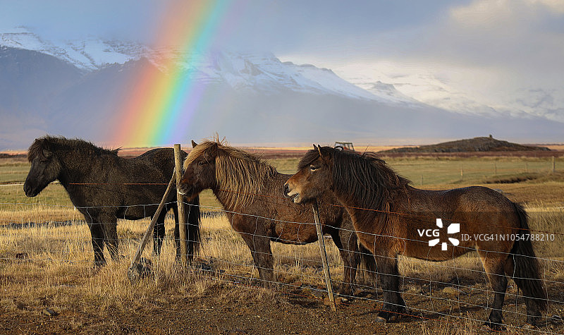 冰岛马图片素材