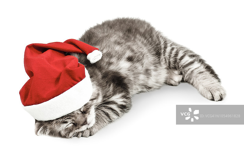 戴着圣诞帽的睡着的猫宝宝图片素材