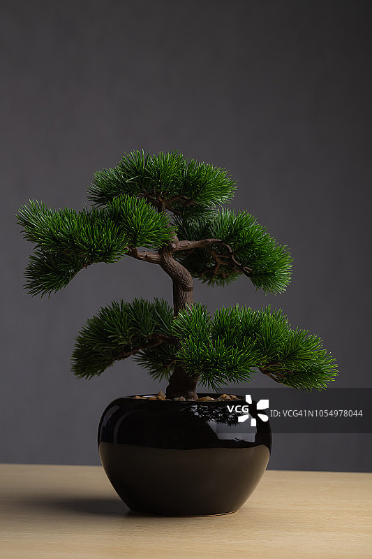 办公桌上的盆景：日式白松盆景，深灰色背景图片素材