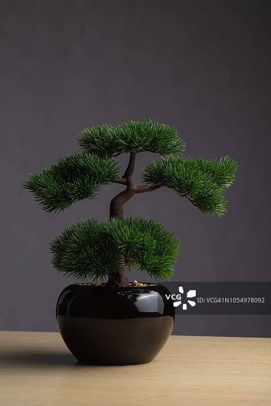 办公桌上的盆景：日式白松盆景，深灰色背景图片素材