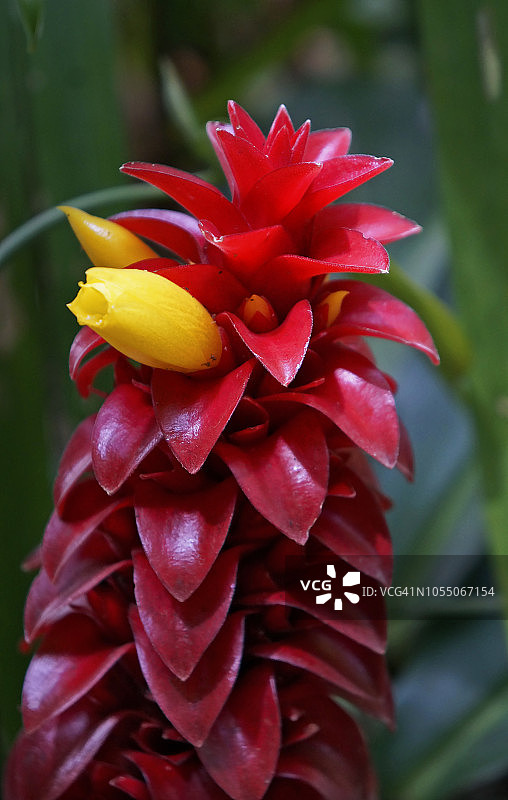 螺旋姜花图片素材