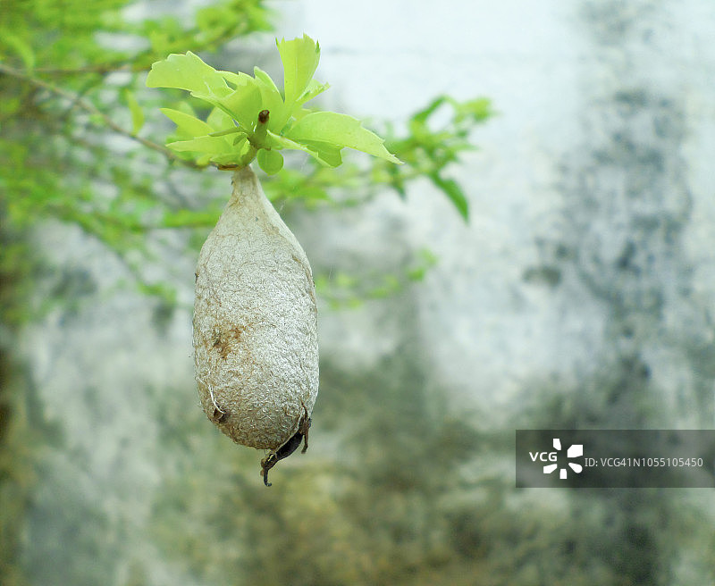 悬挂在树上的蝴蝶茧特写图片素材