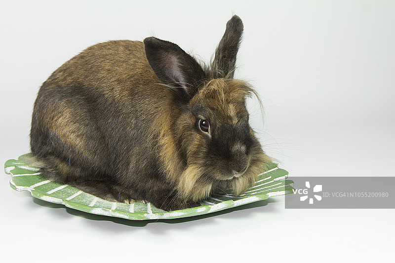 白色背景上的兔子。图片素材