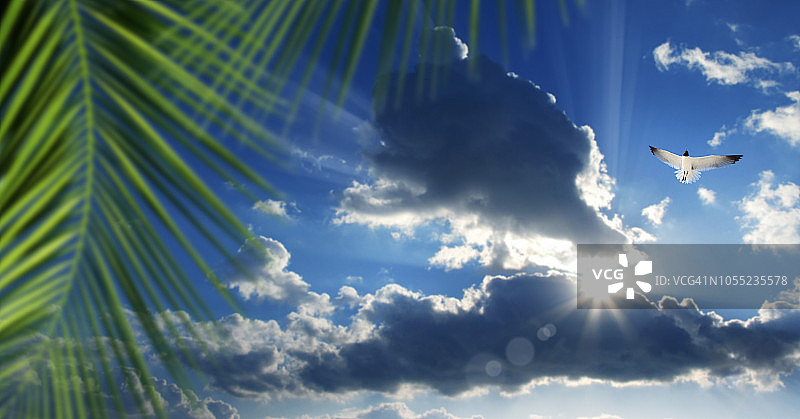阳光明媚的天空下的棕榈树和飞翔的海鸥图片素材