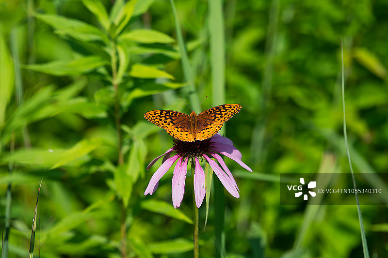 花朵上的贝母蝴蝶图片素材