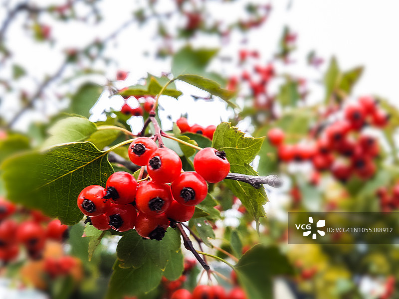 浆果宇宙图片素材