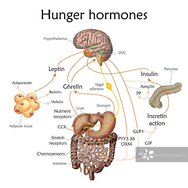 食欲和饥饿激素图示图片素材