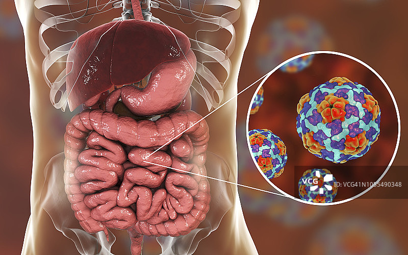 肠道内的甲型肝炎病毒图片素材