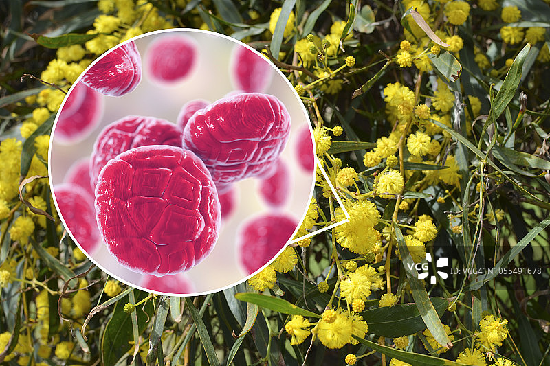 含羞草花的花粉粒，图示和照片图片素材