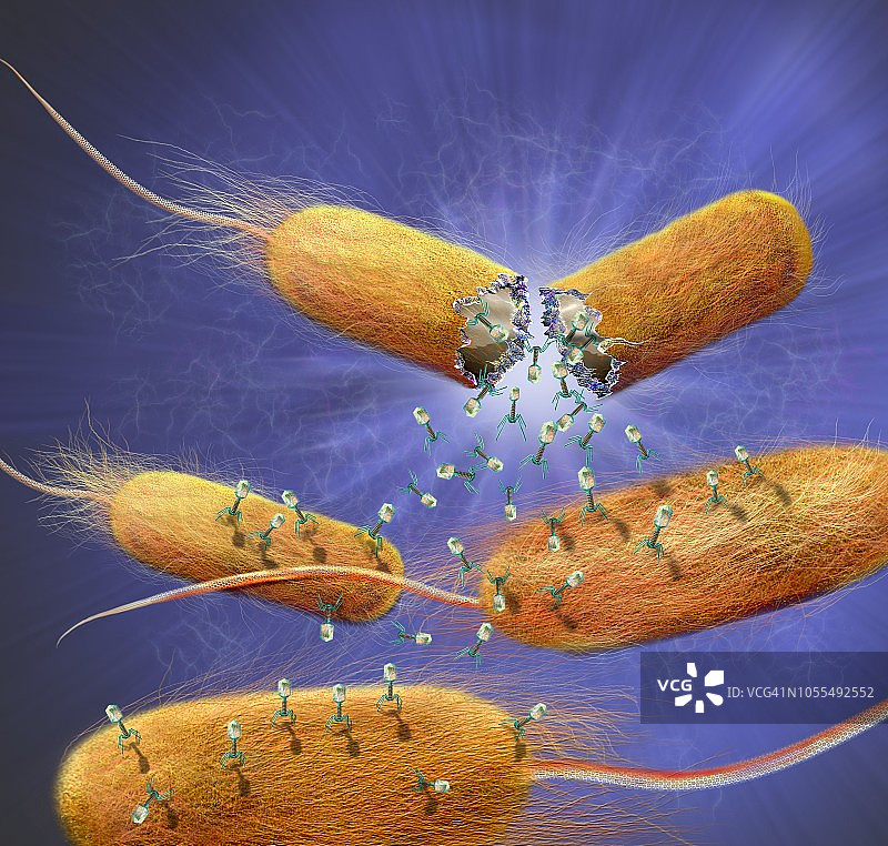 噬菌体离开细菌细胞插图图片素材