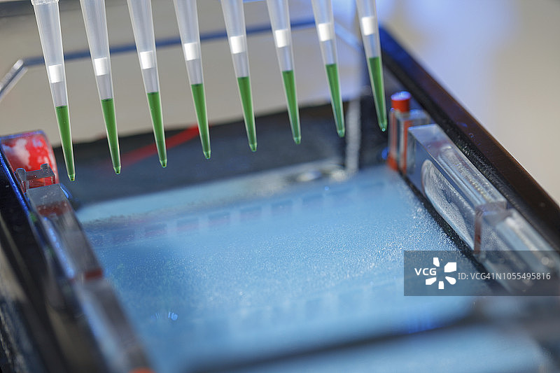 用于凝胶电泳的移液管取样图片素材